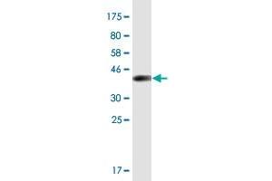 Western Blot detection against Immunogen (36. (LHX9 抗体  (AA 291-388))