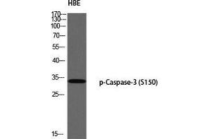 Western Blot (WB) analysis of HBE using p-Caspase-3 (S150) antibody. (Caspase 3 抗体  (pSer150))