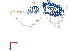 Retinoic Acid Receptor gamma Protein (AA 1-458) (His tag)