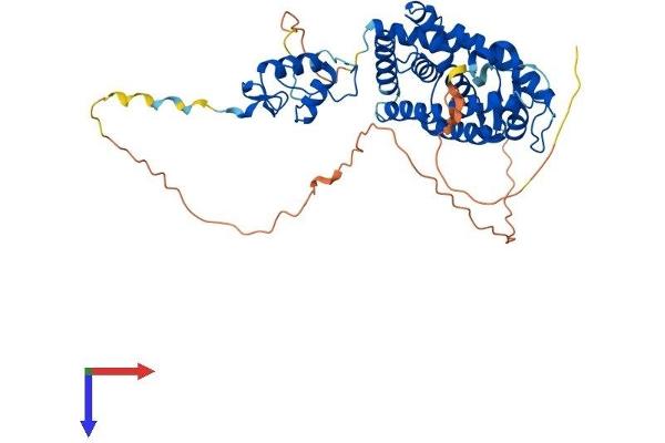 Retinoic Acid Receptor gamma Protein (AA 1-458) (His tag)