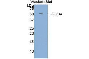 Western Blotting (WB) image for anti-Fibroblast Growth Factor 1 (Acidic) (FGF1) (AA 1-155) antibody (ABIN1858859) (FGF1 抗体  (AA 1-155))
