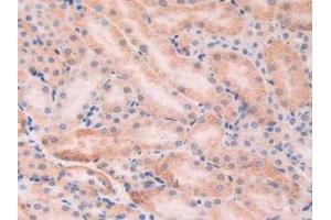 IHC-P analysis of Mouse Kidney Tissue, with DAB staining. (XDH 抗体  (AA 231-416))