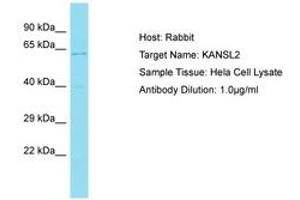 Image no. 1 for anti-KAT8 Regulatory NSL Complex Subunit 2 (KANSL2) (AA 35-84) antibody (ABIN6750617) (KANSL2 抗体  (AA 35-84))