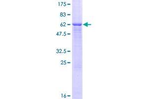 Image no. 1 for CD86 (CD86) (AA 1-329) protein (GST tag) (ABIN1348721)