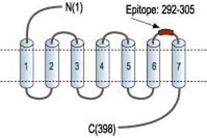 anti-KISS1 Receptor (KISS1R) (3rd Extracellular Loop), (AA 292-305) antibody