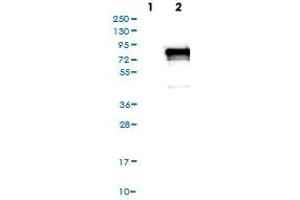 Western Blot (Cell lysate) analysis of (1) Negative control (vector only transfected HEK293T lysate), and (2) Over-expression lysate (Co-expressed with a C-terminal myc-DDK tag (~3. (PDZK1 抗体)