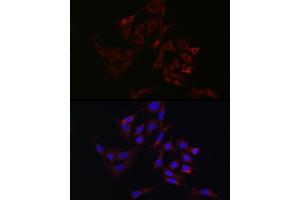 Immunofluorescence (IF) image for anti-ATG7 Autophagy Related 7 (ATG7) (AA 500-676) antibody (ABIN3021091)