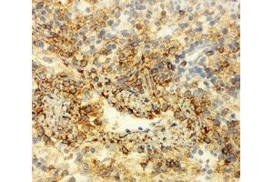 IHC-F testing of Annexin VI antibody and rat spleen tissue (ANXA6 抗体  (C-Term))