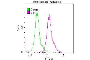 Overlay histogram showing Hela cells stained with ABIN7127362 (red line) at 1:50. (Recombinant BAK1 抗体)