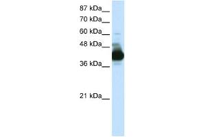 WB Suggested Anti-RAE1 Antibody Titration:  0. (RAE1 抗体  (C-Term))