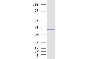 Validation with Western Blot (COPS4 Protein (Myc-DYKDDDDK Tag))