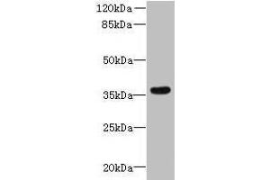 Western blot All lanes: ZDHHC12 antibody at 0. (ZDHHC12 抗体  (AA 121-197))