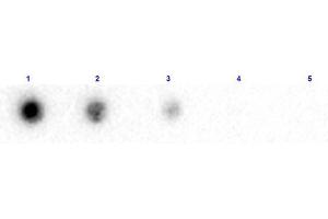 Dot Blot results of Rabbit Anti-Beta 2 Microglobulin Biotin Conjugated. (beta-2 Microglobulin 抗体  (Biotin))