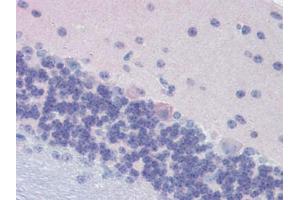 Mouse Brain, Cerebellum (formalin-fixed, paraffin-embedded) stained with GNAO1followed by biotinylated goat anti-rabbit IgG secondary antibody, alkaline phosphatase-streptavidin and chromogen. (G Protein alpha 0 (AA 345-354) 抗体)