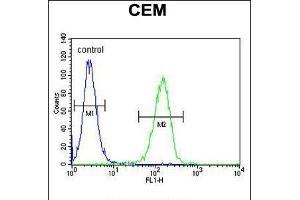 Flow cytometric analysis of CEM cells (right histogram) compared to a negative control cell (left histogram). (FAM105B 抗体  (AA 99-128))