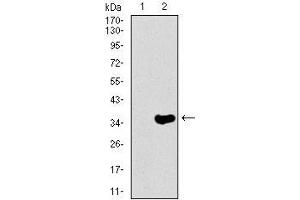 Western Blotting (WB) image for anti-Neurofilament, Heavy Polypeptide (NEFH) (AA 968-1020) antibody (ABIN1098127)
