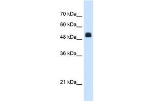 WB Suggested Anti-NAGS Antibody Titration:  1. (NAGS 抗体  (C-Term))