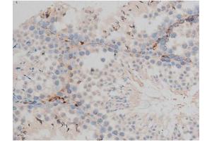 ABIN6267399 at 1/200 staining Mouse testis tissue sections by IHC-P. (CREB1 抗体  (pSer142))