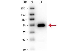 Western Blot of Rabbit anti-Alkaline Phosphatase antibody Biotin Conjugated. (Alkaline Phosphatase 抗体  (Biotin))
