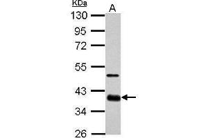 WB Image Sample (30 ug of whole cell lysate) A: GL261 10% SDS PAGE antibody diluted at 1:1000 (SOX2 抗体)