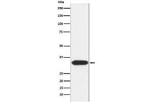 anti-Syntaxin 3 (STX3) antibody