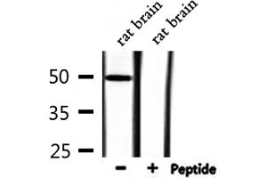 Western Blotting (WB) image for anti-Forkhead Box D3 (FOXD3) (Internal Region) antibody (ABIN6257183)
