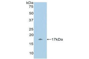 Detection of Recombinant UCN3, Human using Polyclonal Antibody to Urocortin 3 (UCN3) (UCN3 抗体  (AA 22-161))