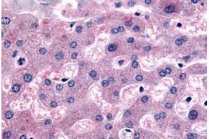 Anti-DPP9 antibody  ABIN1048513 IHC staining of human liver. (DPP9 抗体  (Internal Region))