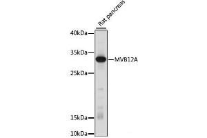 Western blot analysis of extracts of Rat pancreas using MVB12A Polyclonal Antibody at dilution of 1:1000. (FAM125A 抗体)