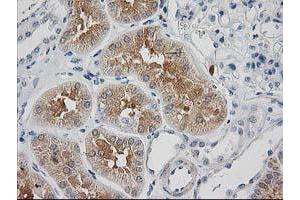 Image no. 2 for anti-Synaptosomal-Associated Protein, 25kDa (SNAP25) antibody (ABIN1501017) (SNAP25 抗体)