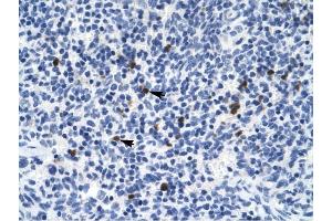 Serotonin receptor 3B antibody was used for immunohistochemistry at a concentration of 4-8 ug/ml to stain Spleen cells (arrows) in Human Spleen. (Serotonin Receptor 3B 抗体)