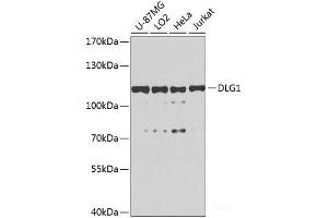 Western blot analysis of extracts of various cell lines using DLG1 Polyclonal Antibody at dilution of 1:1000. (DLG1 抗体)