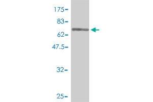 Western Blot detection against Immunogen (74. (EEF1G 抗体  (AA 1-437))
