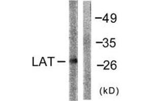 Western blot analysis of extracts from NIH-3T3 cells, using LAT (Ab-191) Antibody. (LAT 抗体  (AA 191-240))