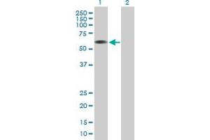 Western Blot analysis of ARCN1 expression in transfected 293T cell line by ARCN1 MaxPab polyclonal antibody.