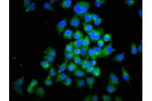 Immunofluorescence (IF) image for anti-Macrophage Migration Inhibitory Factor (Glycosylation-Inhibiting Factor) (MIF) (AA 2-115) antibody (ABIN7158882)