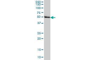 MGC21874 monoclonal antibody (M08), clone 1C8 Western Blot analysis of MGC21874 expression in HeLa .