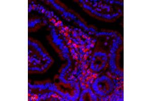 Immunofluorescent analysis of paraffin embedded mouse small intestine using Neurotensin (ABIN7074827) at dilution of 1: 500 (Neurotensin 抗体)
