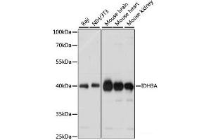 Western blot analysis of extracts of various cell lines using IDH3A Polyclonal Antibody at dilution of 1:1000. (IDH3A 抗体)