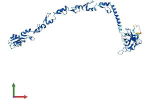 AlphaFold protein structure predicition of Mouse Recombinant Traf4 Protein, UniprotID Q61382