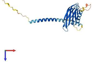 Protein Structure (PS) image for CD40 Ligand (CD40LG) (AA 1-261) protein (His tag) (ABIN7553108)