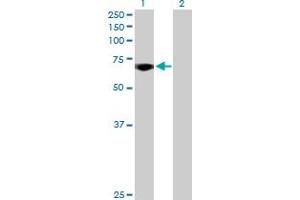 Western Blot analysis of MYBL2 expression in transfected 293T cell line by MYBL2 MaxPab polyclonal antibody. (MYBL2 抗体  (AA 1-700))