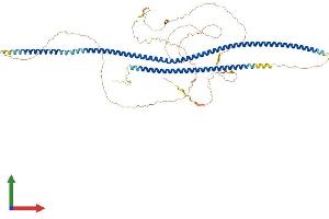 AlphaFold protein structure predicition of Mouse Recombinant Lzts2 Protein, UniprotID Q91YU6 (LZTS2 Protein (AA 1-671) (His tag))