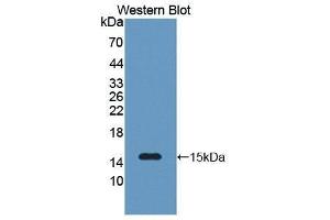Western Blotting (WB) image for anti-Serum Amyloid A2 (SAA2) (AA 19-122) antibody (ABIN1870546) (SAA2 抗体  (AA 19-122))