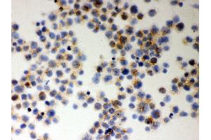 Immunohistochemistry (IHC) image for anti-Macrophage Migration Inhibitory Factor (Glycosylation-Inhibiting Factor) (MIF) (AA 2-115) antibody (ABIN3043878)