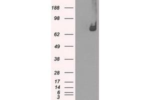 Image no. 3 for anti-P450 (Cytochrome) Oxidoreductase (POR) antibody (ABIN1497747) (POR 抗体)