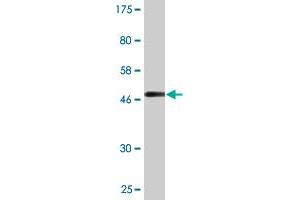 Western Blotting (WB) image for anti-Related RAS Viral (R-Ras) Oncogene Homolog 2 (RRAS2) (AA 1-204) antibody (ABIN524767)