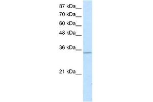 WB Suggested Anti-SNAI2 Antibody Titration: 0.