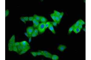 Immunofluorescence staining of HepG2 cells with ABIN7162085 at 1:100, counter-stained with DAPI.