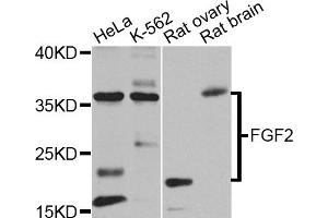 Western blot analysis of extracts of various cell lines, using FGF2 antibody. (FGF2 抗体)